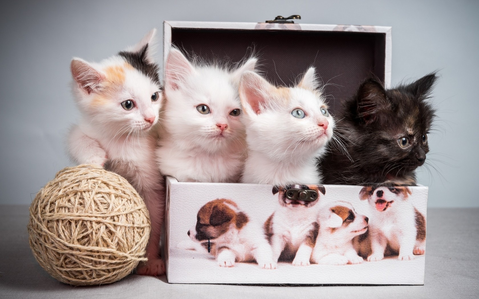kittens box tangle
